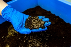 Black soldier fly ( Hermetia Illucens ) aviary and maggots at GoTerra facilities in Canberra, Australia.