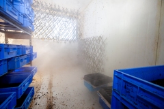 Black soldier fly ( Hermetia Illucens ) aviary and maggots at GoTerra facilities in Canberra, Australia.