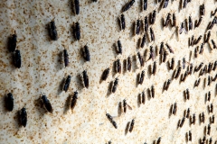 Black soldier fly ( Hermetia Illucens ) aviary and maggots at GoTerra facilities in Canberra, Australia.