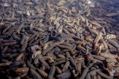 Black soldier fly ( Hermetia Illucens ) aviary and maggots at GoTerra facilities in Canberra, Australia.