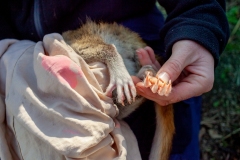 Annette Rypalski, Biodiversity director at Odonata examines an Eastern quoll  in Mount Rothwell research and conservation centre in Victoria, Australia.