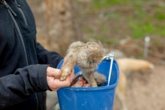 Fresh rabbit being fed to dingoes in Mount Rothwell, Victoria, Australia.