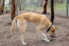 Dingoes trained for pest eradication at Mount Rothwell, Victoria, Australia