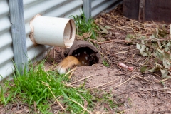 Eastern Quoll in captivity for reproduction and studies at Mount Rothwell conservation and research centre in Mount Rothwell, Victoria, Canberra.