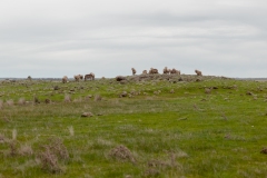 Merino sheep on Tiverton Farm in Victoria, Australia