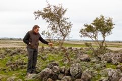 Tim Hill, general manager of Tiverton Farm, observes remnant type of trees which he hopes planting more of on Tiverton Farm, Victoria, Australia