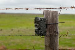 A motion sensor triggered camera used to survey potential predators invasion on Tiverton Farm, Victoria, Australia.