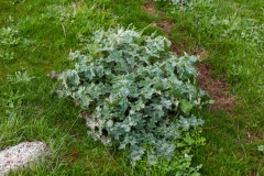 Invasive type of weeds in Tiverton Farm in Victoria, Australia