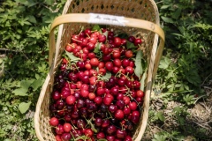 Freshly plucked organic cherries from the Tianfu Garden Farm (God's Grace Garden) plucked by volunteers.