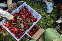 Freshly plucked organic cherries from the Tianfu Garden Farm (God's Grace Garden) plucked by volunteers.