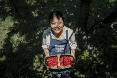 Chang Tianle, who runs the Beijing Farmers' Market. She volunteers her time at the Tianfu Garden Farm (God's Grace Garden) to help pick ripe organic cherries.