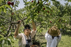 Chang Tianle, who runs the Beijing Farmers' Market. She volunteers her time at the Tianfu Garden Farm (God's Grace Garden) to help pick ripe organic cherries.