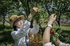 Zhang Yingyi from the Beijing Farmers Market at the Tianfu Garden Farm (God's Grace Garden) to help pick ripe organic cherries.