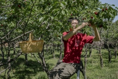 Wang Rui, staff from Beijing Farmers' Market helping out at the Tianfu Garden Farm (God's Grace Garden) to help pick ripe organic cherries.