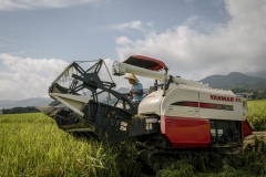 Organic rice and duck farm. Combine harvester harvests rice.