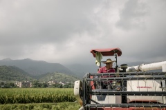 Organic rice and duck farm. Combine harvester harvests rice.