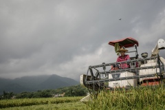 Organic rice and duck farm. Combine harvester harvests rice.