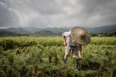Farme r harvesting crops by hand in a reas that are too difficult to access at an organic rice and duck farm.