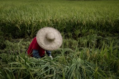 Farme r harvesting crops by hand in a reas that are too difficult to access at an organic rice and duck farm.