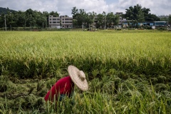 Farme r harvesting crops by hand in a reas that are too difficult to access at an organic rice and duck farm.