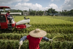 Farmer harvesting crops by hand in a reas that are too difficult to access at an organic rice and duck farm.