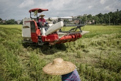 Organic rice and duck farm.