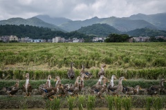 Ducks allowed to roam freely in harvested fields that have been flooded with water to keep the ducks happy on an organic rice and duck farm.