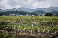 Ducks allowed to roam freely in harvested fields that have been flooded with water to keep the ducks happy on an organic rice and duck farm.