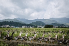 Ducks allowed to roam freely in harvested fields that have been flooded with water to keep the ducks happy on an organic rice and duck farm.