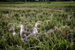 Ducks allowed to roam freely in harvested fields that have been flooded with water to keep the ducks happy on an organic rice and duck farm.