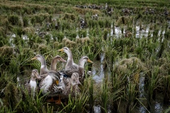 Ducks allowed to roam freely in harvested fields that have been flooded with water to keep the ducks happy on an organic rice and duck farm.