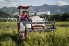 Organic rice and duck farm. Combine harvester harvests rice.