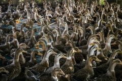 Ducks kept in a pen overnight to rest before they are let out early in the morning into the rice fields in an organic rice and duck farm.