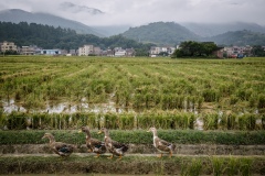 Ducks allowed to roam freely in harvested fields that have been flooded with water to keep the ducks happy on an organic rice and duck farm.