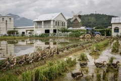 Ducks allowed to roam freely in harvested fields that have been flooded with water to keep the ducks happy on an organic rice and duck farm.