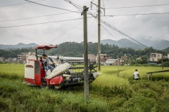 Farmer harvesting crops by hand in a reas that are too difficult to access at an organic rice and duck farm.