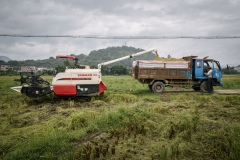 Organic rice and duck farm. Harvested rice from combine harvesters emptied onto a pick up truck. The trucks will deliver rice to processing plant for drying and bagging.