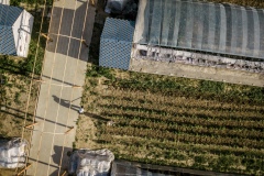 Shared Harvest is an organic farm promoting the CSA / Community Shared Agriculture model. Since the program started in May 2012, Shared Harvest has developed and now posseses 66 acres based in Tongzhou and Shunyi Districts in Beijing, planting organic vegetables, fruit and grains and also breeding livestock.