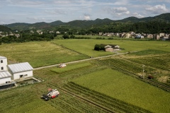 Organic rice and duck farm.