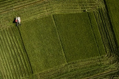 Organic rice and duck farm.