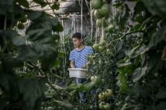 Farmer picking tomatoes in a green house at Shared Harvest farm. Shared Harvest is an organic farm promoting the CSA / Community Shared Agriculture model. Since the program started in May 2012, Shared Harvest has developed and now posseses 66 acres based in Tongzhou and Shunyi Districts in Beijing, planting organic vegetables, fruit and grains and also breeding livestock.