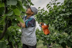 Farmers pruning leaves from pear trees at Shared Harvest Farm. Shared Harvest is an organic farm promoting the CSA / Community Shared Agriculture model. Since the program started in May 2012, Shared Harvest has developed and now posseses 66 acres based in Tongzhou and Shunyi Districts in Beijing, planting organic vegetables, fruit and grains and also breeding livestock.