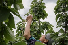 Farmers pruning leaves from pear trees at Shared Harvest Farm. Shared Harvest is an organic farm promoting the CSA / Community Shared Agriculture model. Since the program started in May 2012, Shared Harvest has developed and now posseses 66 acres based in Tongzhou and Shunyi Districts in Beijing, planting organic vegetables, fruit and grains and also breeding livestock.