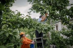 Farmers pruning leaves from pear trees at Shared Harvest Farm. Shared Harvest is an organic farm promoting the CSA / Community Shared Agriculture model. Since the program started in May 2012, Shared Harvest has developed and now posseses 66 acres based in Tongzhou and Shunyi Districts in Beijing, planting organic vegetables, fruit and grains and also breeding livestock.