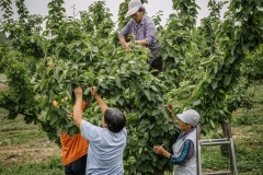 Farmers pruning leaves from pear trees at Shared Harvest Farm. Shared Harvest is an organic farm promoting the CSA / Community Shared Agriculture model. Since the program started in May 2012, Shared Harvest has developed and now posseses 66 acres based in Tongzhou and Shunyi Districts in Beijing, planting organic vegetables, fruit and grains and also breeding livestock.