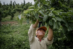 Farmers pruning leaves from pear trees at Shared Harvest Farm. Shared Harvest is an organic farm promoting the CSA / Community Shared Agriculture model. Since the program started in May 2012, Shared Harvest has developed and now posseses 66 acres based in Tongzhou and Shunyi Districts in Beijing, planting organic vegetables, fruit and grains and also breeding livestock.