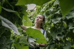 Shi Yan, one of the co-founders of Shared Harvest. Shared Harvest is an organic farm promoting the CSA / Community Shared Agriculture model. Since the program started in May 2012, Shared Harvest has developed and now posseses 66 acres based in Tongzhou and Shunyi Districts in Beijing, planting organic vegetables, fruit and grains and also breeding livestock.