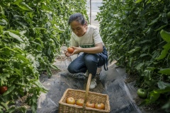 Shi Yan, one of the co-founders of Shared Harvest. Shared Harvest is an organic farm promoting the CSA / Community Shared Agriculture model. Since the program started in May 2012, Shared Harvest has developed and now posseses 66 acres based in Tongzhou and Shunyi Districts in Beijing, planting organic vegetables, fruit and grains and also breeding livestock.