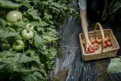 Shi Yan, one of the co-founders of Shared Harvest. Shared Harvest is an organic farm promoting the CSA / Community Shared Agriculture model. Since the program started in May 2012, Shared Harvest has developed and now posseses 66 acres based in Tongzhou and Shunyi Districts in Beijing, planting organic vegetables, fruit and grains and also breeding livestock.