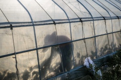 Farmer tending to plants in a greenhouse in Shared Harvest farm. Shared Harvest is an organic farm promoting the CSA / Community Shared Agriculture model. Since the program started in May 2012, Shared Harvest has developed and now posseses 66 acres based in Tongzhou and Shunyi Districts in Beijing, planting organic vegetables, fruit and grains and also breeding livestock.